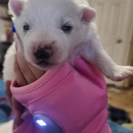 Duke - White male American Eskimo Dog puppy in Grants Pass, Oregon from SnH Eskies