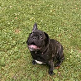 French Bulldog Puppies from King Fam Frenchies