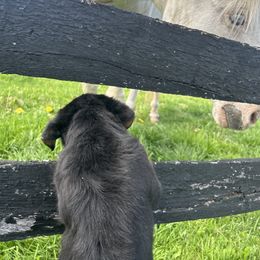 Rottweiler Puppies from Alpha Co. Rottweilers