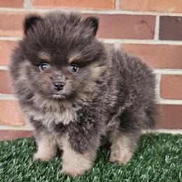 Pomeranian Puppies from Imperial Pomeranians