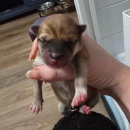 Takeshi - Red male Shiba Inu puppy in Marianna, Florida from Diwasou