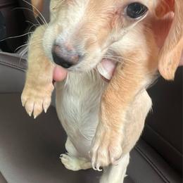 Blondie - Red female Dachshund puppy in Poplarville, Mississippi from Sarah’s Darling Dachshunds