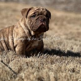 LEXY - Bulldog puppy from English Bulldogs of the Seven Hills