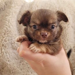 Hershey - Chocolate male Chihuahua puppy in Titusville, Florida from ChibiChi
