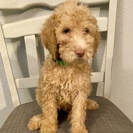 Green collar - Apricot male Goldendoodle puppy in Apple Valley, California from Daisy’s  Doodles11