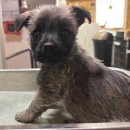 Green collar boy - Wheaten male Cairn Terrier puppy in Hastings, Nebraska from D & J SCOTTIES AND CAIRNS & Miniature Long haired Dachshunds