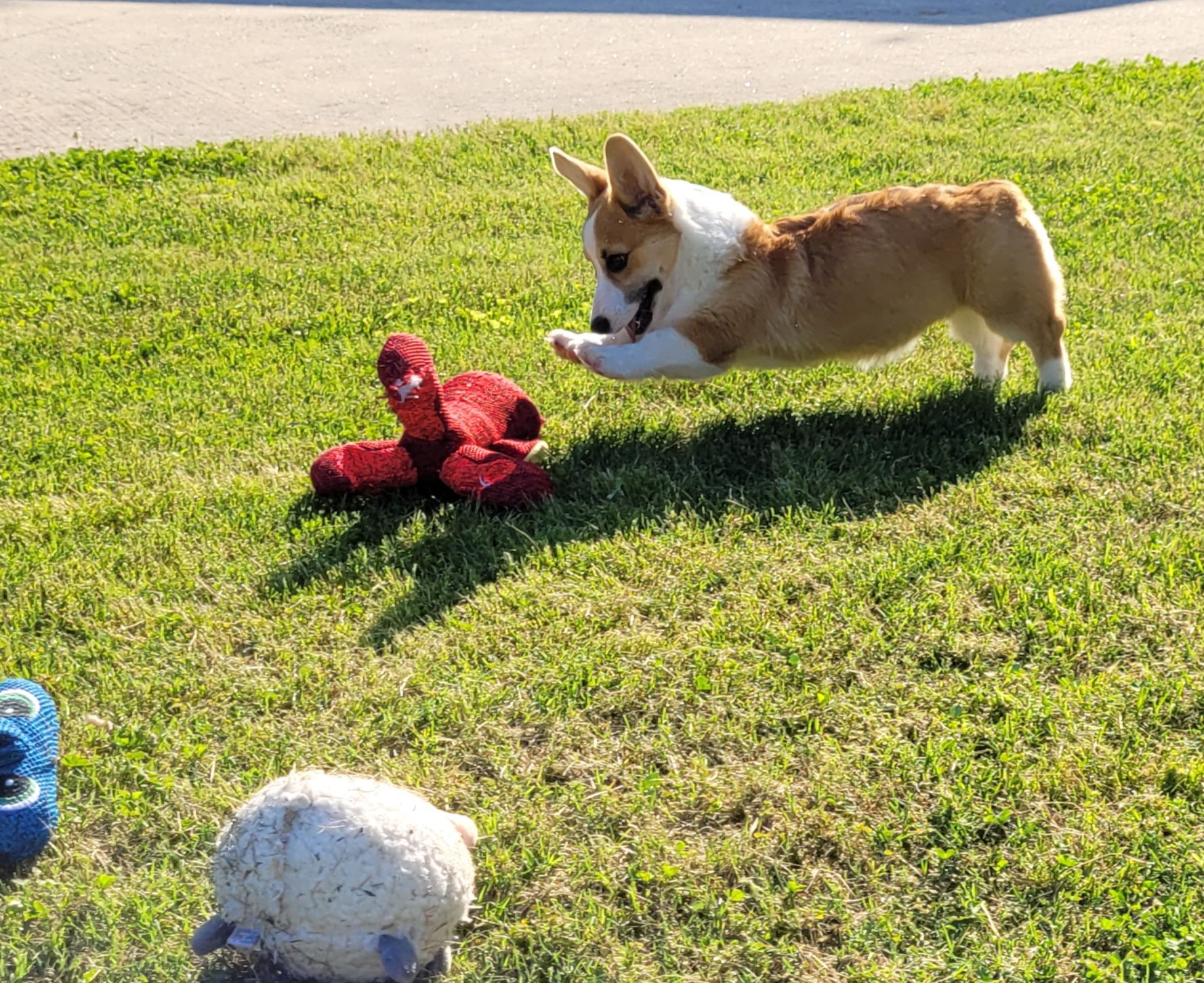 Pembroke Welsh Corgi Puppies from Poso Creek Corgis