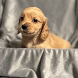 Ginger - Cream female Dachshund puppy in Wasilla, Alaska from Denali Mini Dachshunds