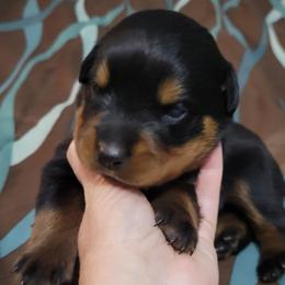 Girl 3 - Black and mahogany female Rottweiler puppy in Blanchard, Oklahoma from Mystique Kennel