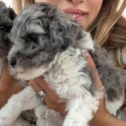 Parti Merle Female - Merle female Goldendoodle puppy in Clarksville, Tennessee from Tennessee Goldendoodles, since 2014
