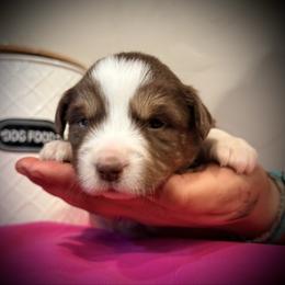 Silva - Red tri female Miniature Australian Shepherd puppy in North Lakeport, California from Wild Rose Ranch