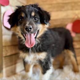 Fern - Black tri female Miniature American Shepherd puppy in Ash Grove, Missouri from 3 Barrels Farms, LLC