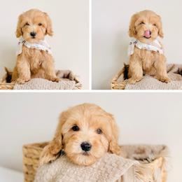 Beau (Petite Size) - Apricot male Goldendoodle puppy in Elizabethtown, Kentucky from Reddy Poodles & Doodles