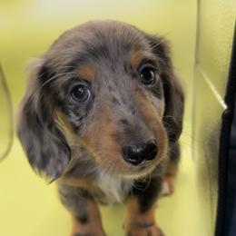 Salem - Dapple male Dachshund puppy in Barstow, California from Kindle & Burrow Dachshunds