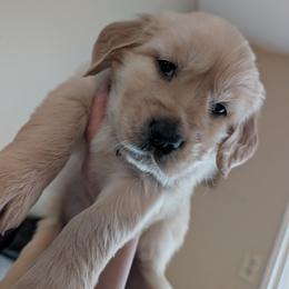Red - Golden male Golden Retriever puppy in Madison, Ohio from Heckmans English Cream Golden Retrievers