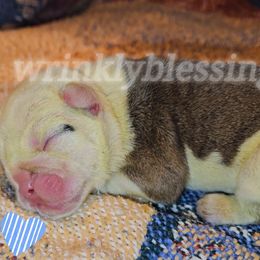 Biscuit - Red and white Bulldog puppy in Granville, Iowa from Wrinkly Blessings English Bulldogs
