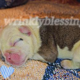 Biscuit - Red and white Bulldog puppy in Granville, Iowa from Wrinkly Blessings English Bulldogs