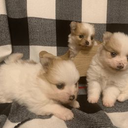 Pomeranian Puppies from POMS USA