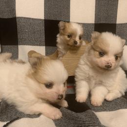 Pomeranian Puppies from POMS USA
