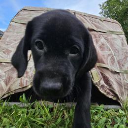 Labrador Retriever puppies from Drunken Bear Ranch