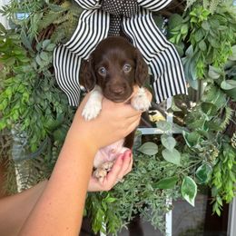 Boy 7 - Piebald male Dachshund puppy in Aurora, Missouri from Baker Farms