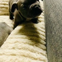 French Bulldog Puppies from Peter’s Frenchies