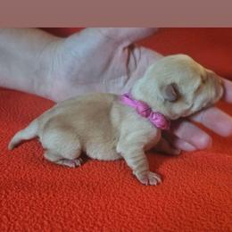 Pink girl - Wheaten female Scottish Terrier puppy in Oakley, Michigan from Lindsay's Scottish Terriers