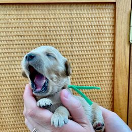 "March at 2 Weeks" Goldendoodle Puppies from Our Golden Willow