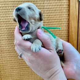 "March at 2 Weeks" Goldendoodle Puppies from Our Golden Willow