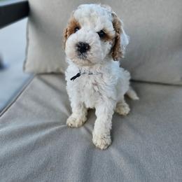 Boy 3 - Red male Labradoodle puppy in Payson, Utah from Utah County Labradoodles