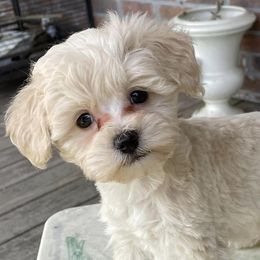 Schnoodles from Pets of the Prairie