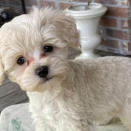Schnoodles from Pets of the Prairie