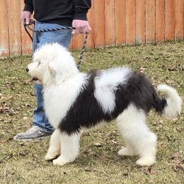 Sheepadoodle All Grown Up from My Sheepadoodle