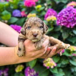 Rose - Merle female Labradoodle puppy in Elizabeth City, North Carolina from Howdy Doodles