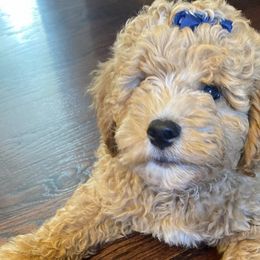 Goldendoodles from Goldendoodle of Idaho