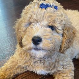 Goldendoodles from Goldendoodle of Idaho