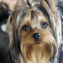 Luna - Yorkshire Terrier