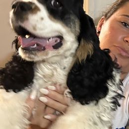 Cocker Spaniel Puppies from Cheaha Cockers