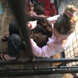 Dachshund Puppies from Hounds by Mishelle