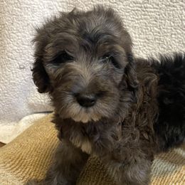 Lavender Girl - Merle Goldendoodle puppy in Thomasville, North Carolina from North Carolina Doodles- Thomasville