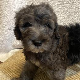 Lavender Girl - Merle Goldendoodle puppy in Thomasville, North Carolina from North Carolina Doodles- Thomasville