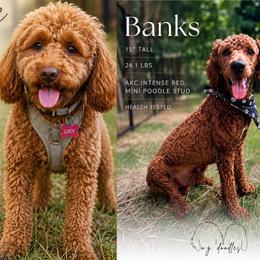 Goldendoodle puppies from The O.G. Doodles