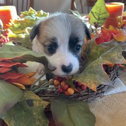 Rosie -red collar - White and fawn female Pembroke Welsh Corgi puppy in Silt, Colorado from Mesa Acre