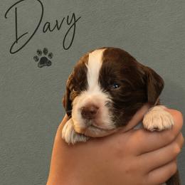 Davy - Liver and white male English Springer Spaniel puppy in Fort White, Florida from Thunderbird Springers