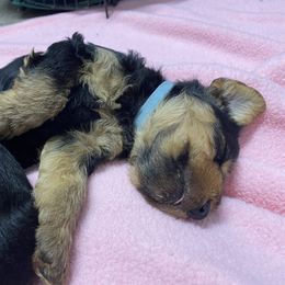 Welsh Terrier Puppies from Snow Dragon Welsh Terriers