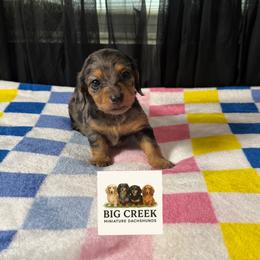 Frankie - Dapple female Dachshund puppy in Durant, Oklahoma from Big Creek Mini Dachshund