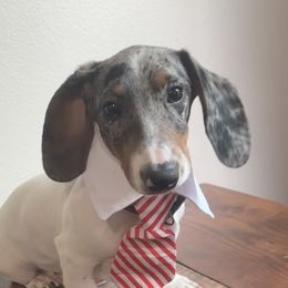 Chip - Dachshund
