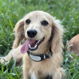 Barley - Dachshund