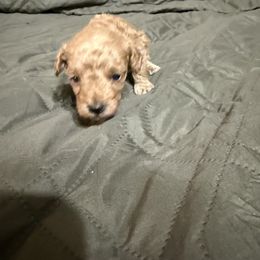 Mollie - Apricot female Poodle puppy in Auburn, Georgia from Southern Poodles