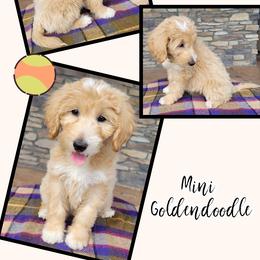 Goldendoodle Puppies from Rose's Doodles